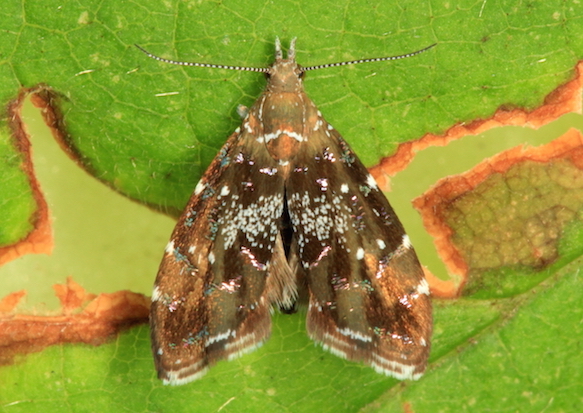 Choreutidae - Prochoreutis stellaris